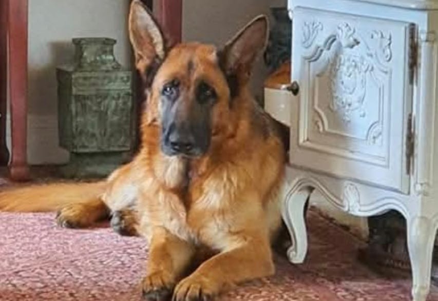 Tamiika-of-Sanyati – Female GSD
