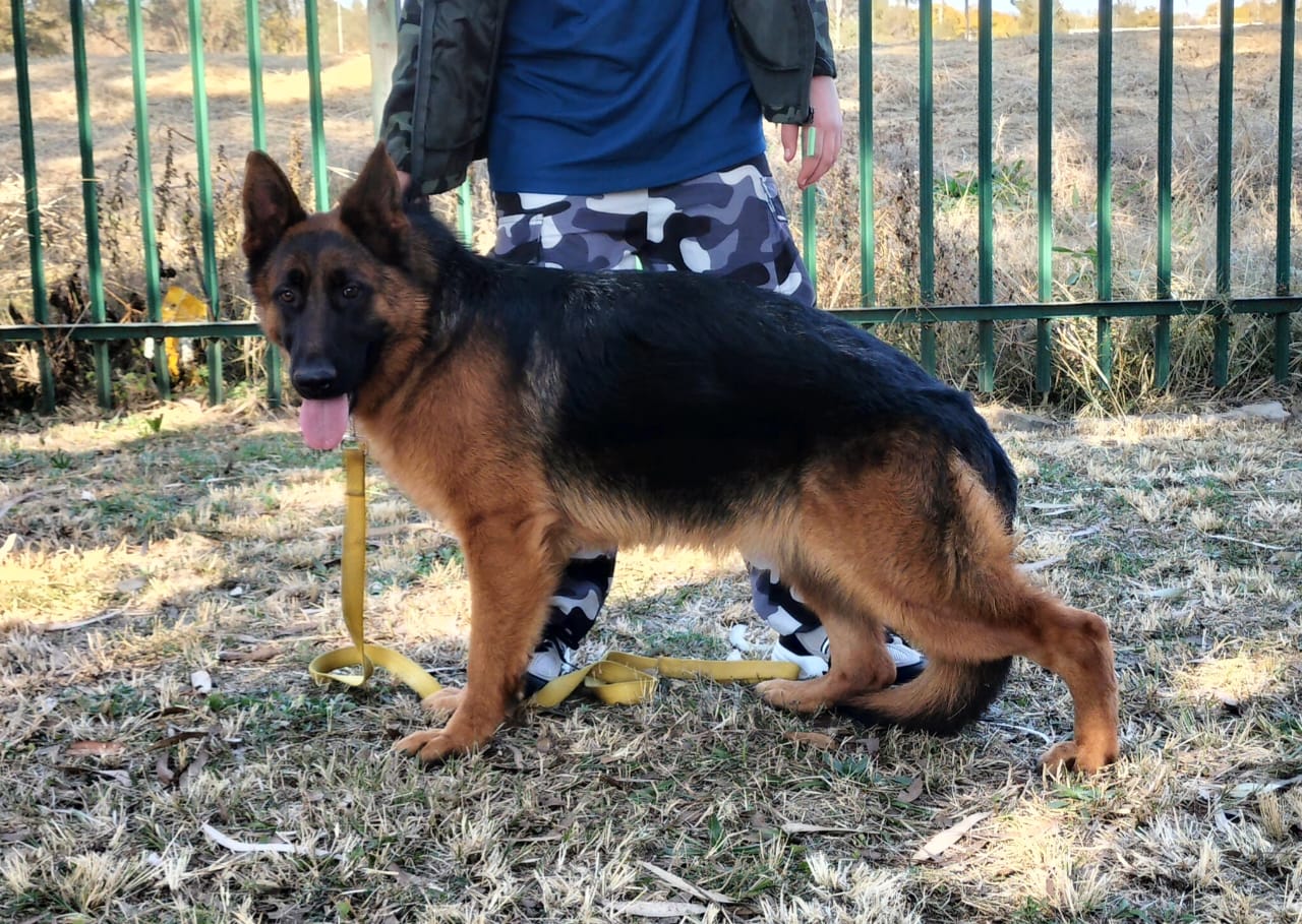 Titan – Male GSD