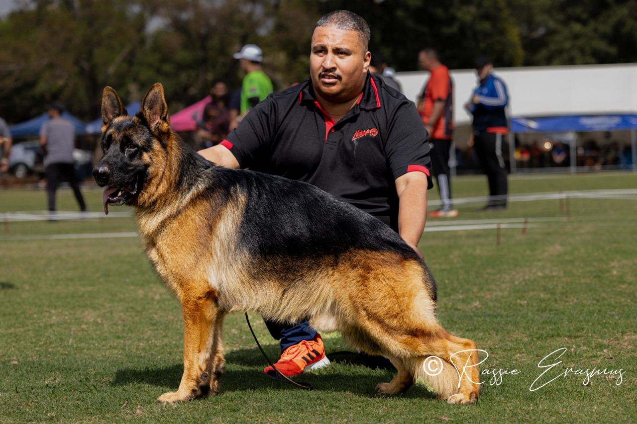 papa-qatar-3 – Male GSD